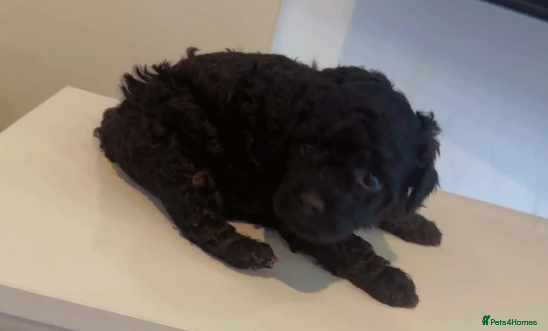 Poochon dogs for sale: Tiny Poochons for sale  - Advert 6