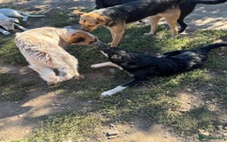 Mixed Breed dogs for adoption: GIZMO - a Lovely young boy for a Loving Home - Image 22