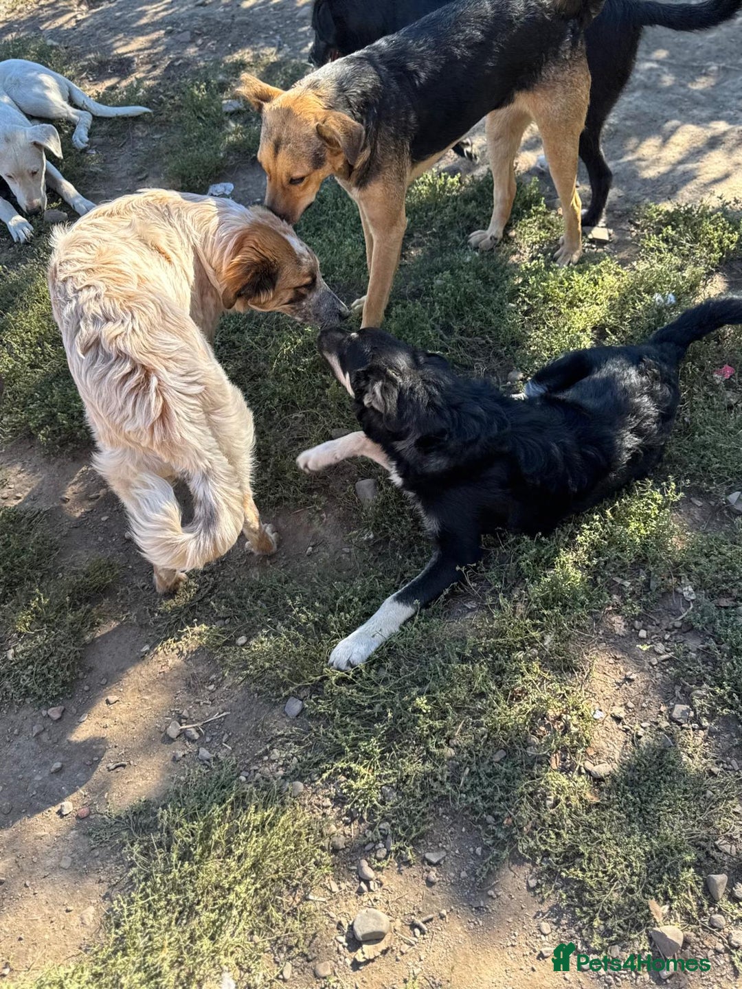 Mixed Breed dogs for adoption: GIZMO - a Lovely young boy for a Loving Home - Image 22