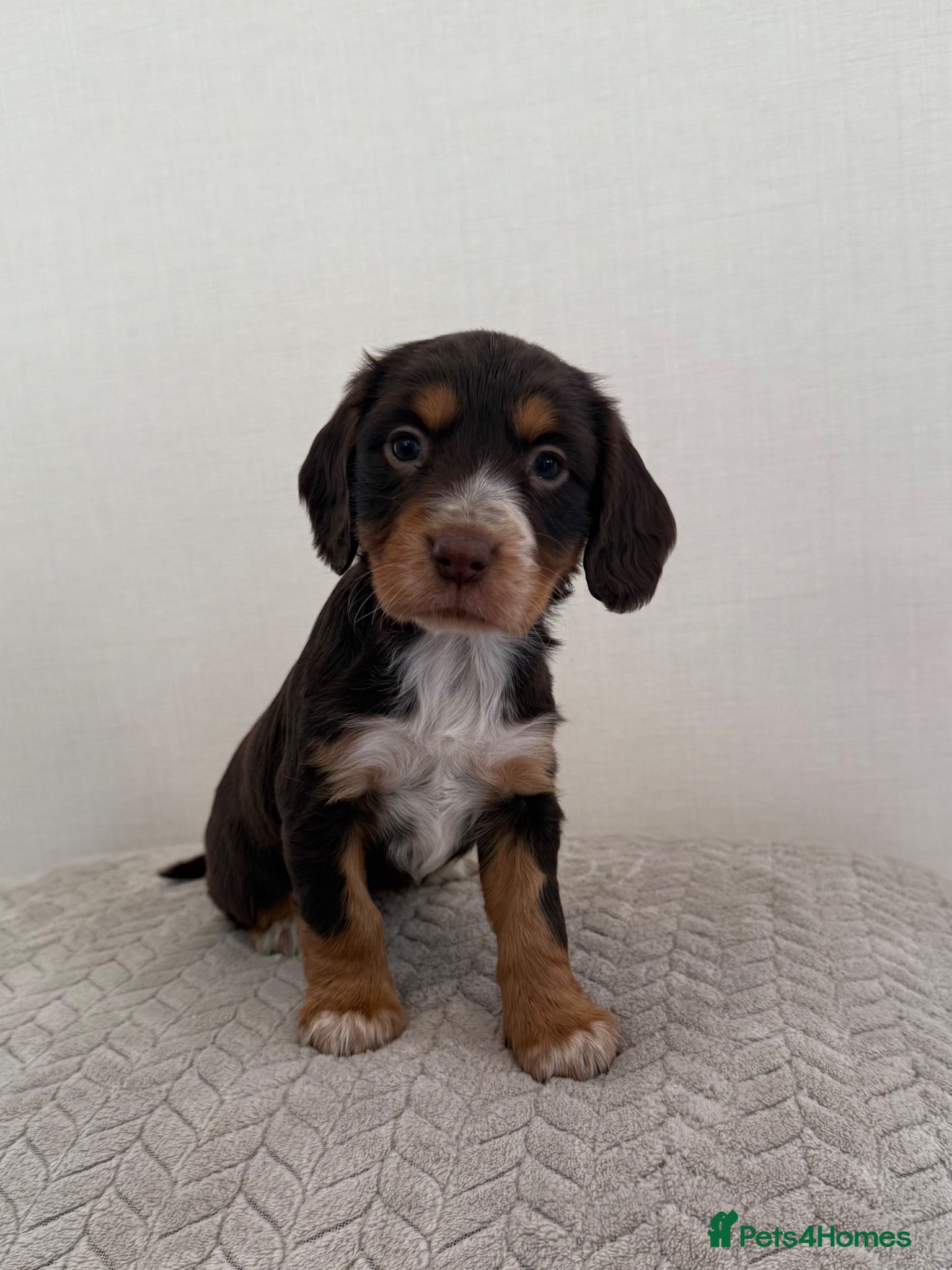 Cocker Spaniel dogs for sale: 2 working cocker spaniels  - Advert 1
