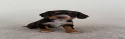 Cocker Spaniel dogs for sale: 2 working cocker spaniels  - Advert 1