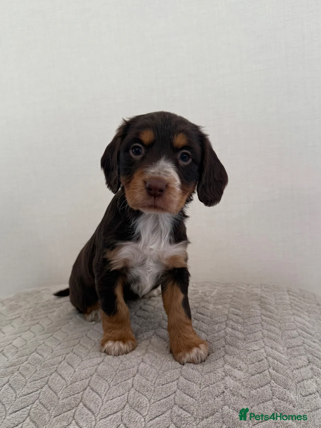 Cocker Spaniel dogs for sale: 2 working cocker spaniels  - Advert 1