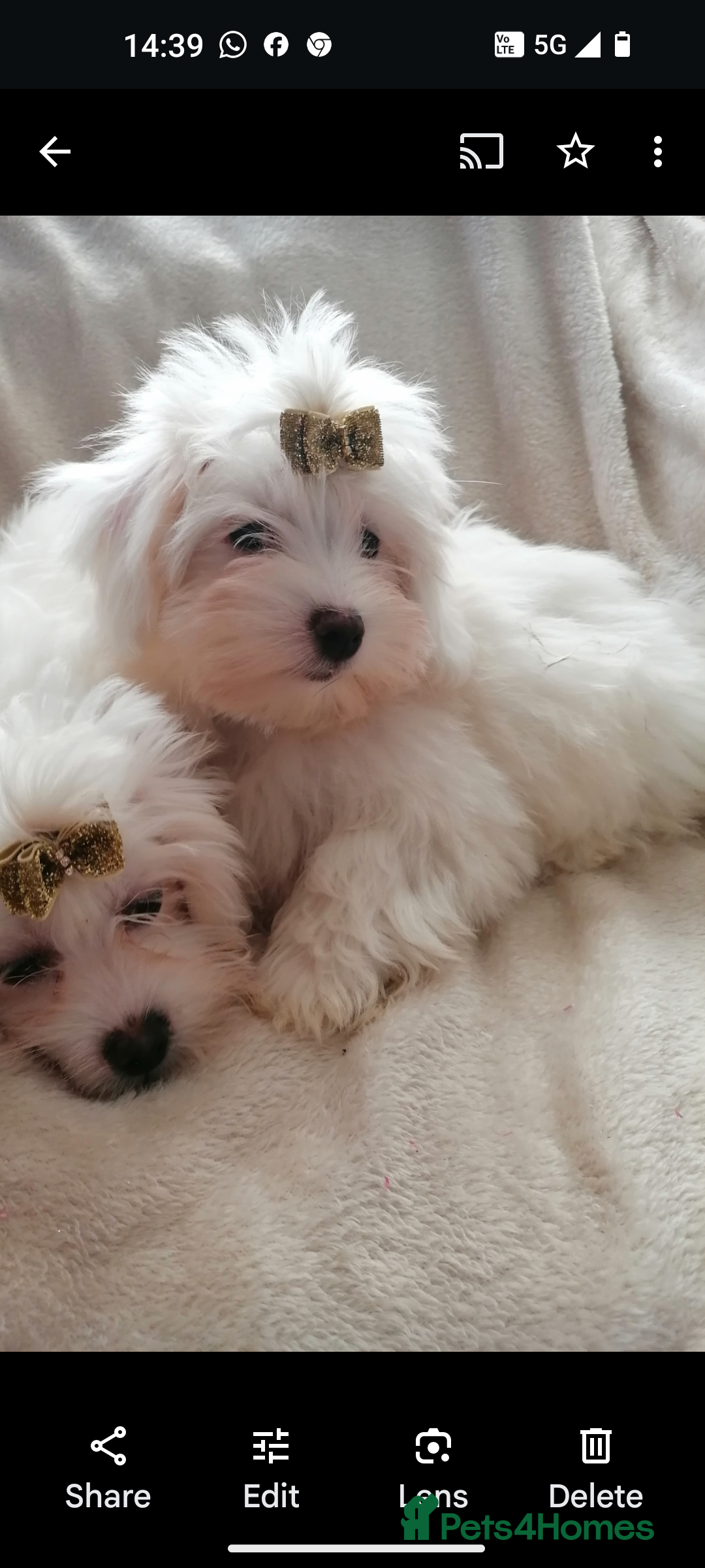Maltipoo dogs for sale: Maltipoo puppies looking new families 🤍 - Advert 2