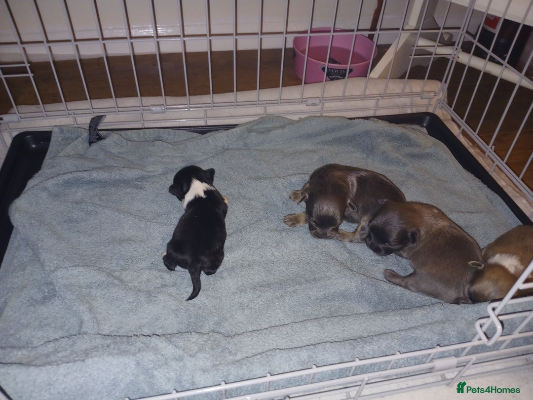 Mixed Breed dogs for sale: JACKAPUGS PUPPIES FOR SALE - Advert 3