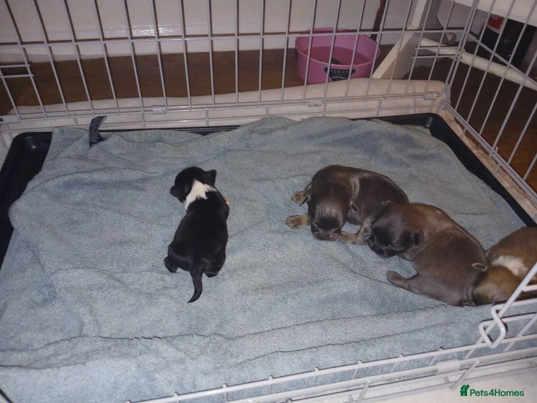 Mixed Breed dogs for sale: JACKAPUGS PUPPIES FOR SALE - Advert 9