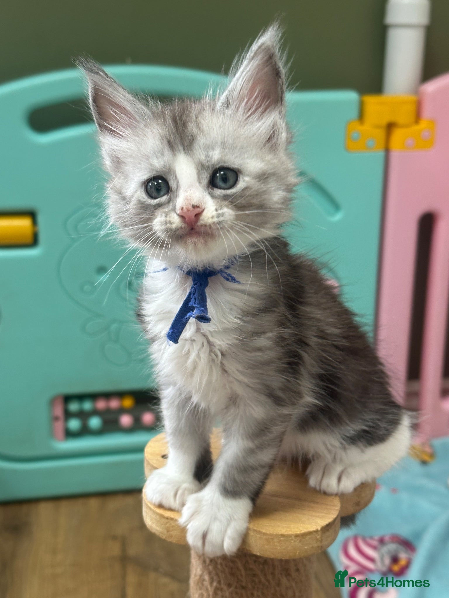 Maine Coon cats Gccf Mainecoon kittens  - Advert 18