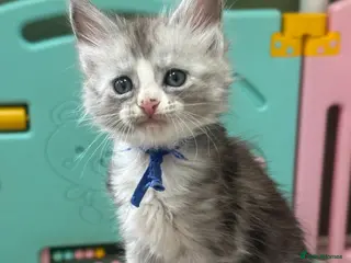 Maine Coon cats Gccf Mainecoon kittens - Advert 18