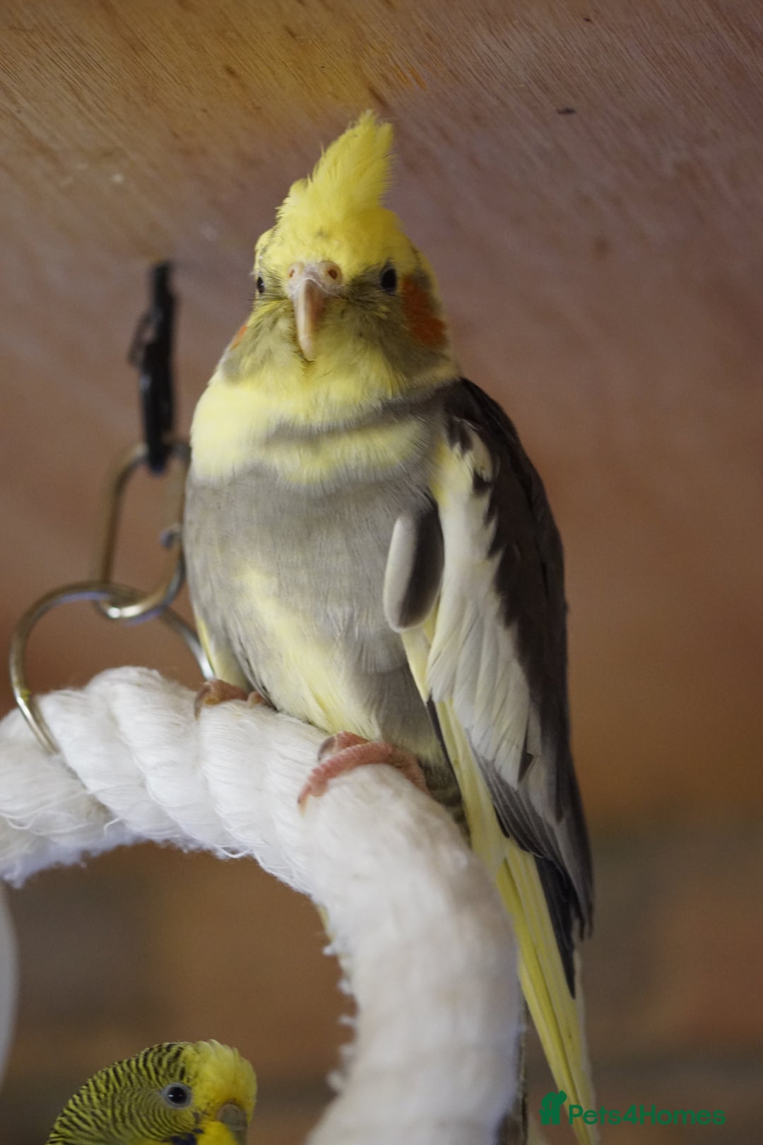 Cockatiels birds for sale: Cockatiels Mixed Genders  - Advert 21