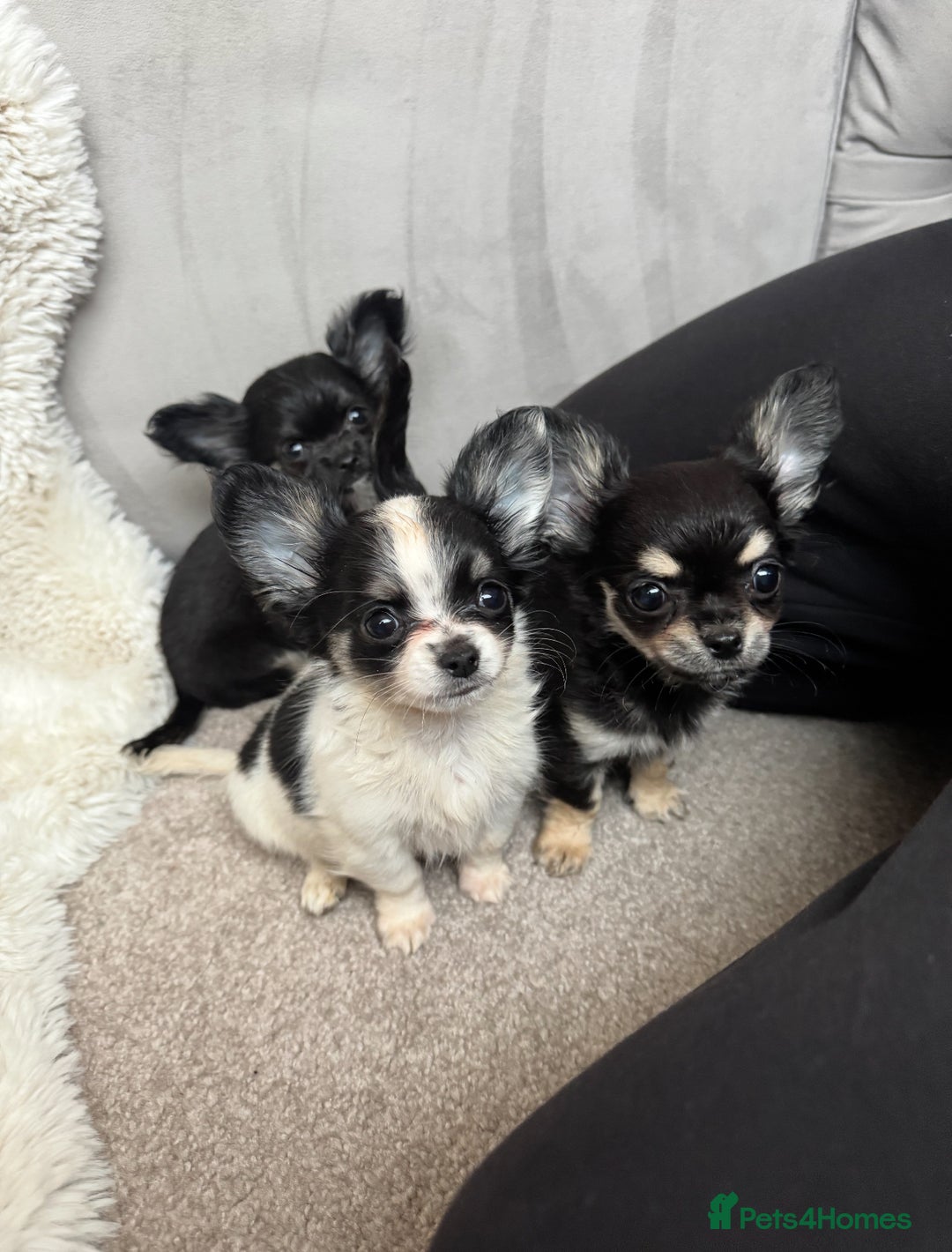 Chihuahua dogs for sale: One left! KC Reg Chihuahua Puppies-  Ready Now - Image 1