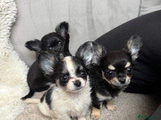 Chihuahua dogs - Advert 2