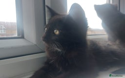 Mixed Breed cats for sale: Kittens for sale - ideal busy family additions - Image 4
