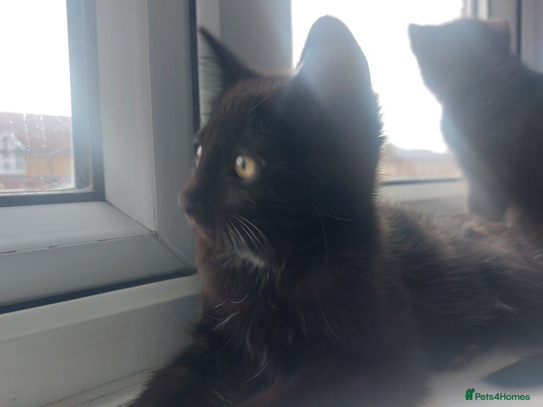 Mixed Breed cats for sale: Kittens for sale - ideal busy family additions - Image 4