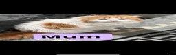Scottish Fold cats for sale: Beautiful Scottish Fold × Long-Haired Mix Kittens  - Advert 22