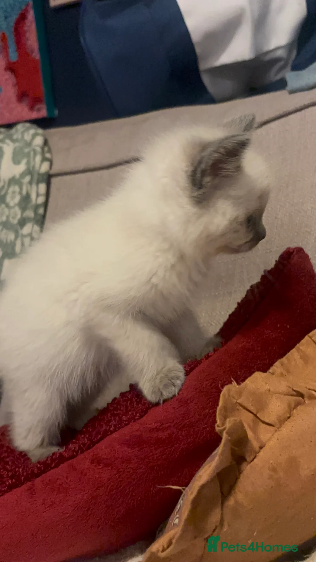 Ragdoll cats for sale: Cute ragdoll x silver tabby Angora - Advert 3