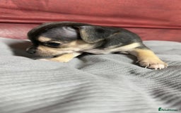 Chihuahua dogs for sale: Chihuahua Boys  - Image 9