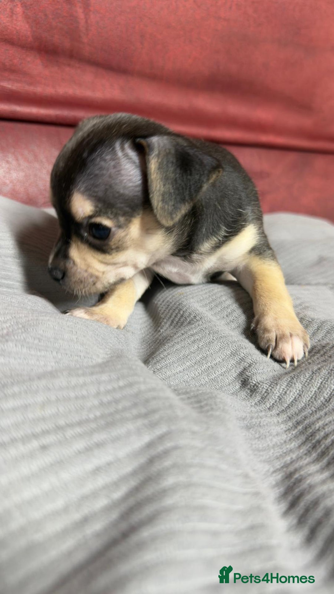 Chihuahua dogs for sale: Chihuahua Boys  - Image 9