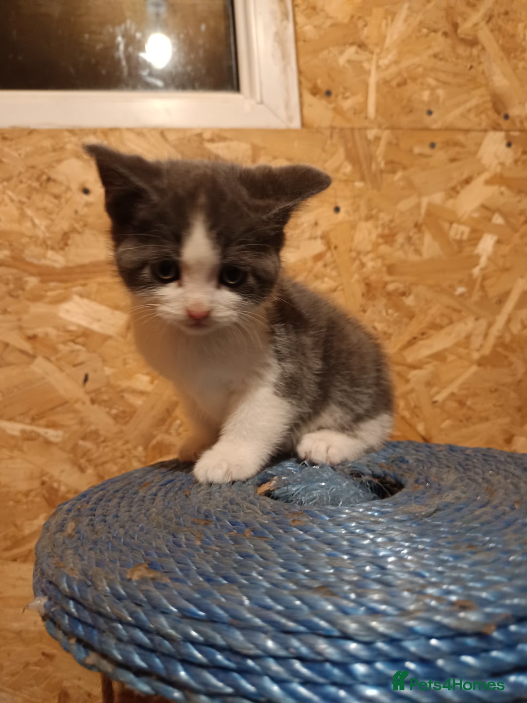 Mixed Breed cats for sale: Cats ready to find a new owner. - Advert 2