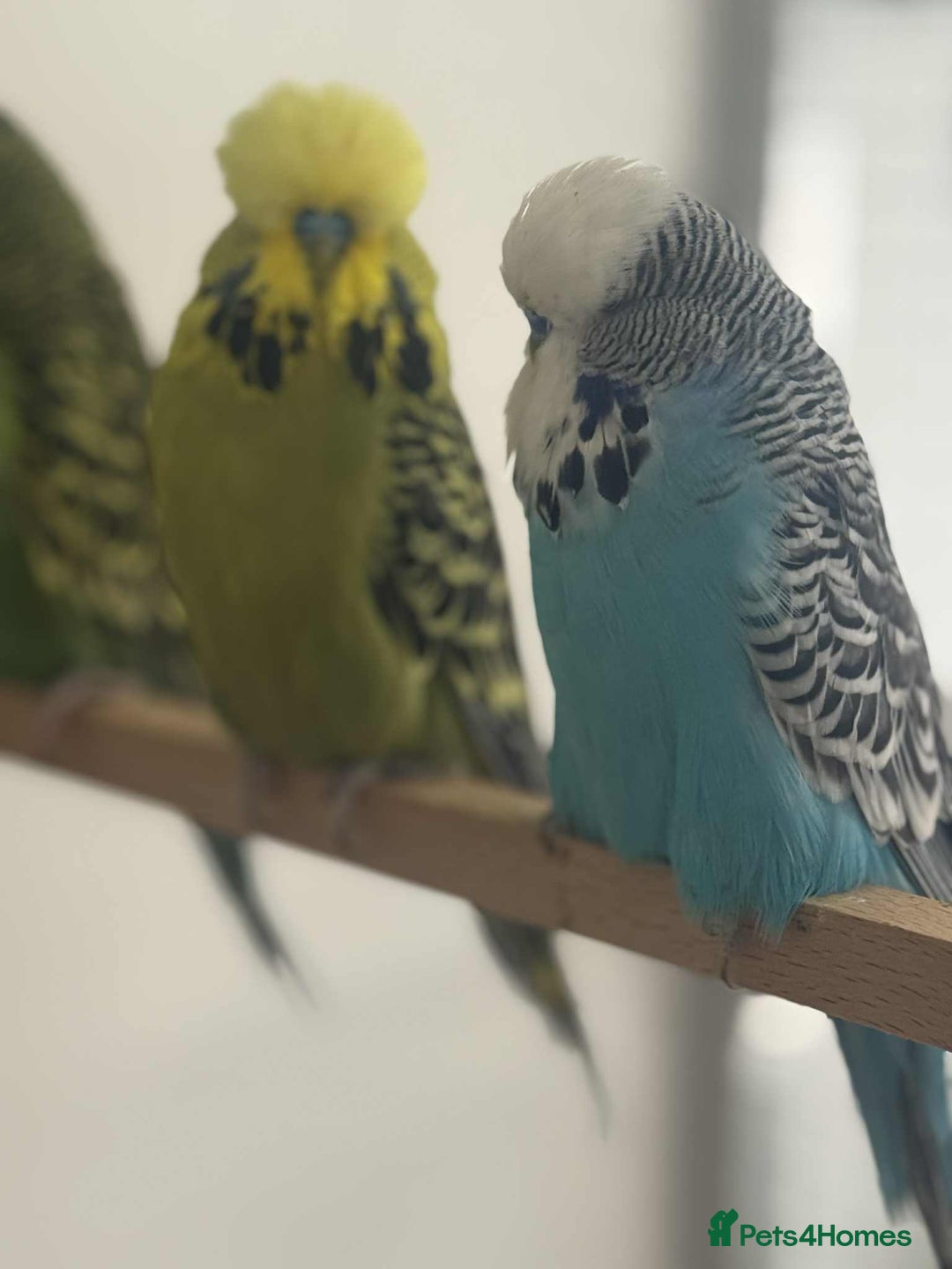 Budgerigars birds for sale: Selection of Budgies’s  - Advert 9