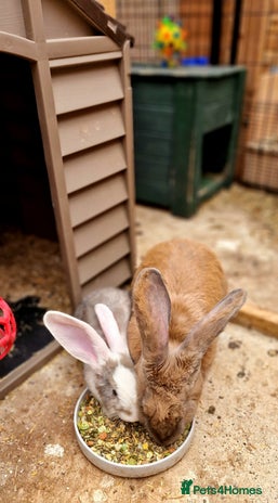 Continental Giant rabbits - Advert 1