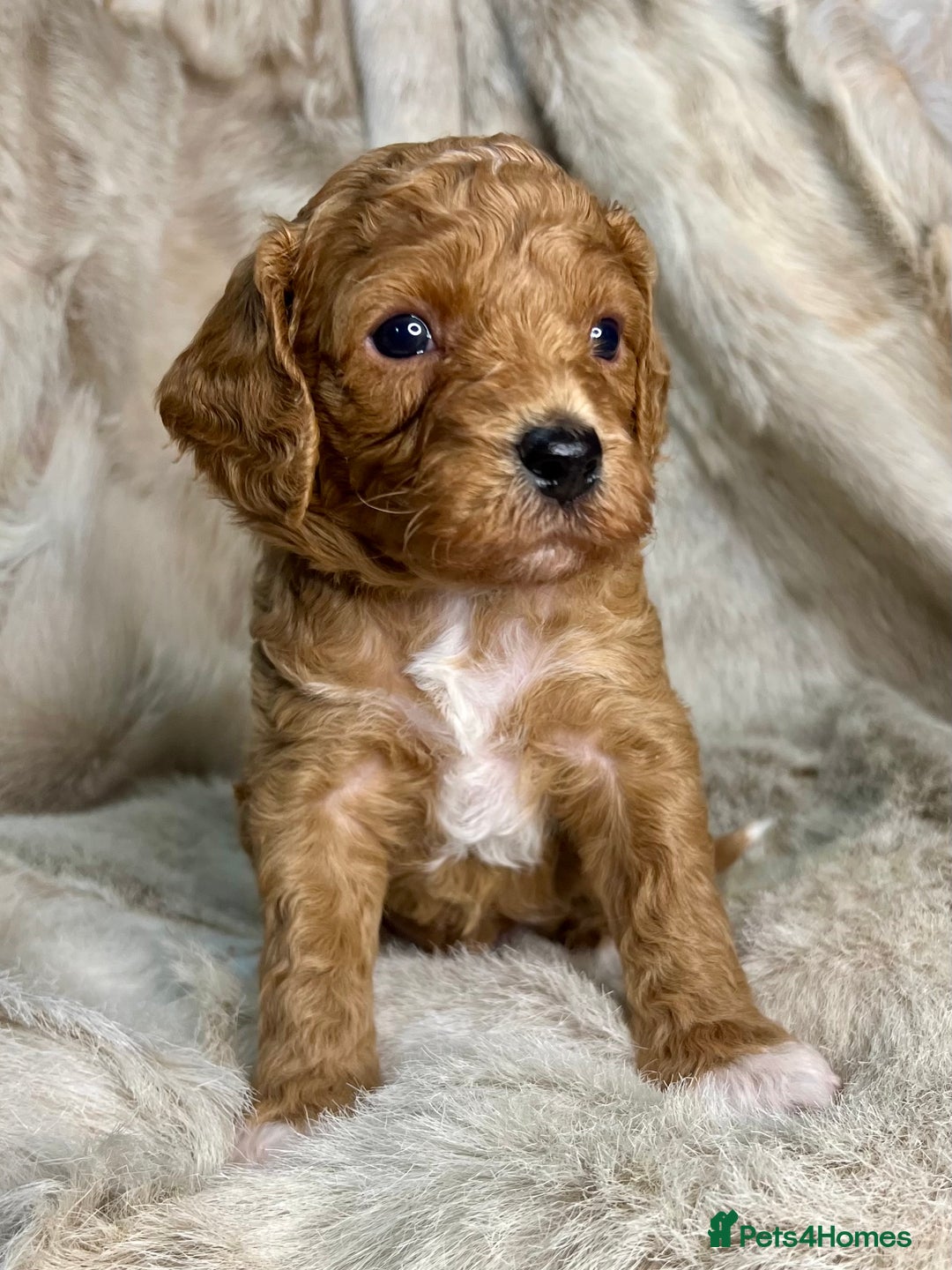 Cavapoochon dogs for sale: 5 ⭐️ LICENSED BREEDER HEALTH TESTED CAVAPOOCHONS - Advert 16