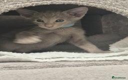 Oriental cats for sale: Oriental and Siamese Gccf registered kittens. - Image 22