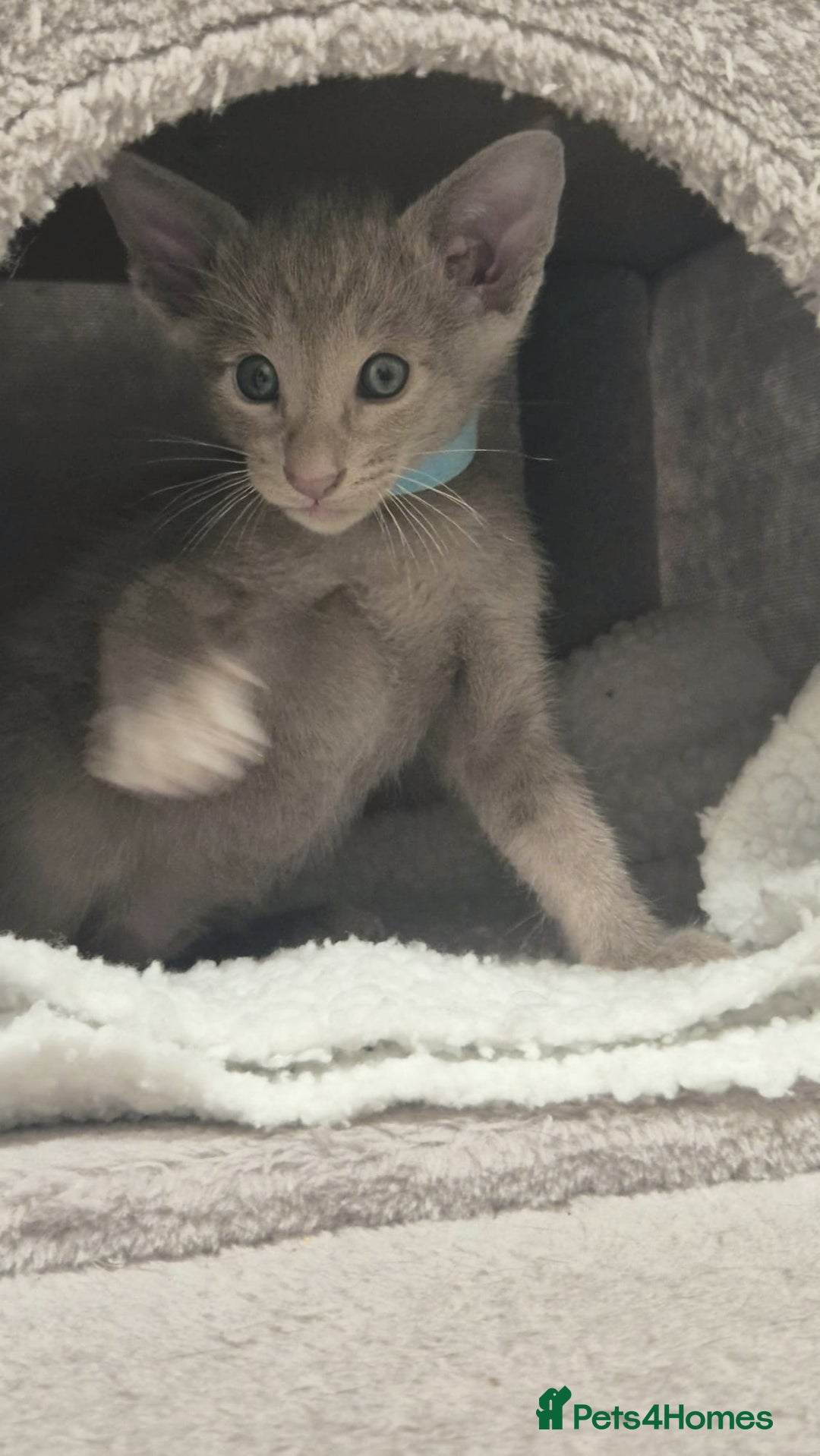 Oriental cats for sale: Oriental and Siamese Gccf registered kittens. - Image 22