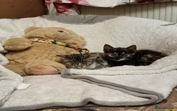 Bengal cats for sale: Bengal X Kittens High % Wild Asian Leopard Cat.  - Image 28
