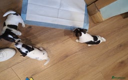 Jack Russell dogs for sale: Stunning Jack Russell Puppies  - Image 5