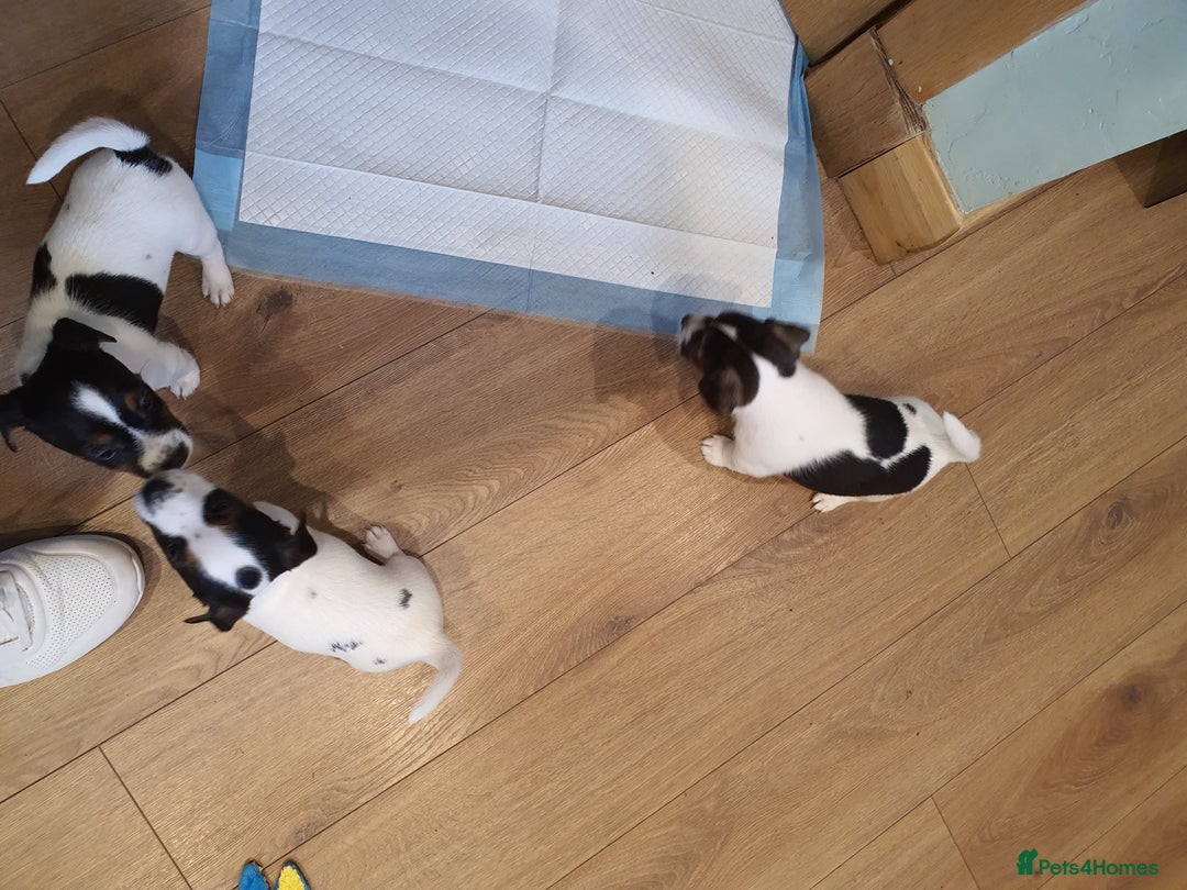 Jack Russell dogs for sale: Stunning Jack Russell Puppies  - Image 5