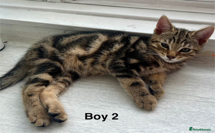 Bengal cats - Advert 14
