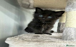 Maine Coon cats for sale: TICA registered large Maine Coon kittens - Image 11