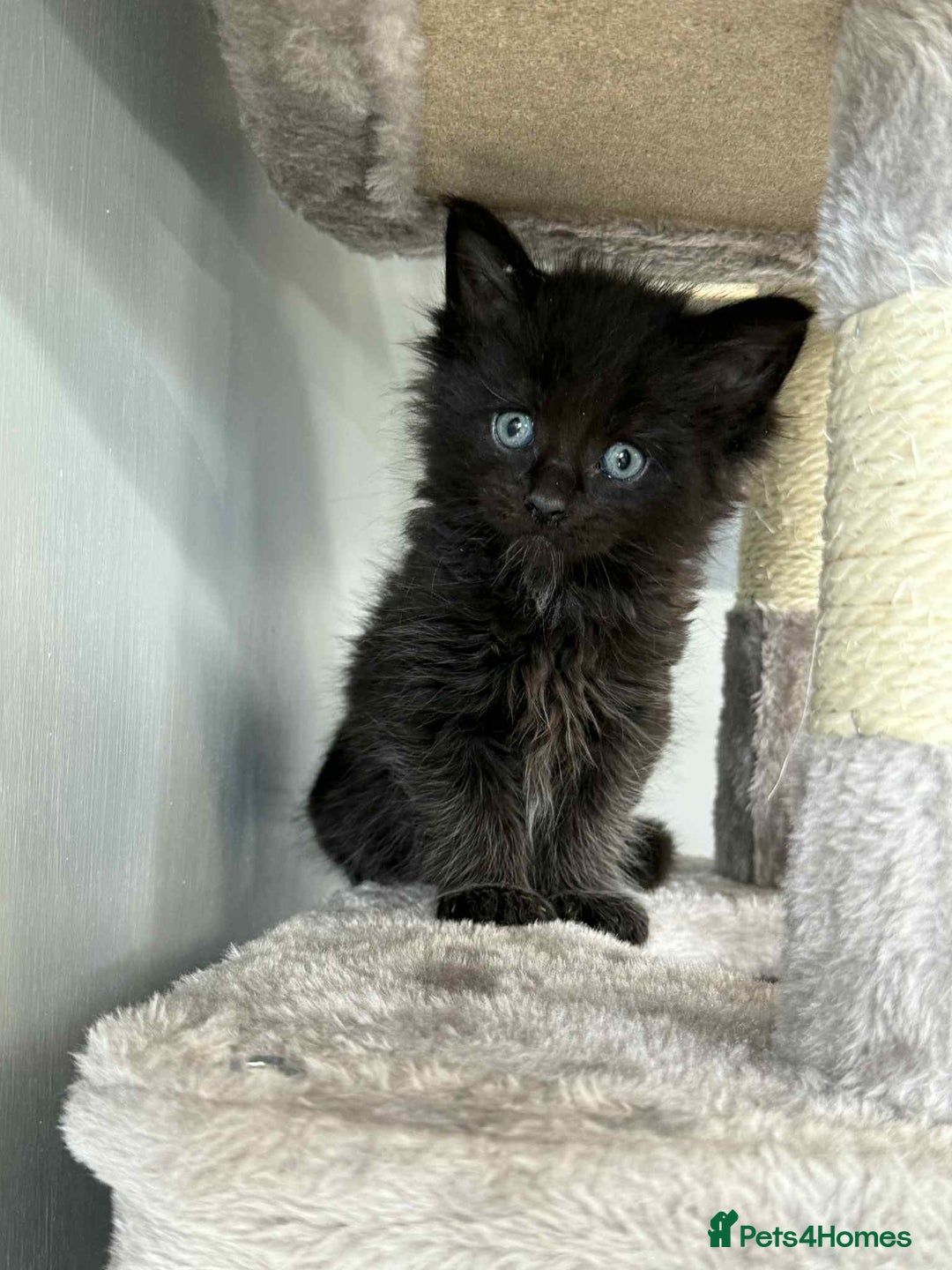 Maine Coon cats for sale: TICA registered large Maine Coon kittens - Image 11