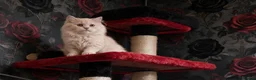 British Shorthair cats for sale:  💜🖤 British Shorthair Kittens 🖤💜 - Advert 3