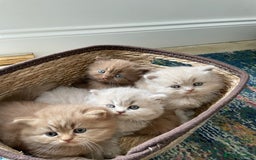 British Longhair cats for sale: Stunning litter of British long hair - Image 2