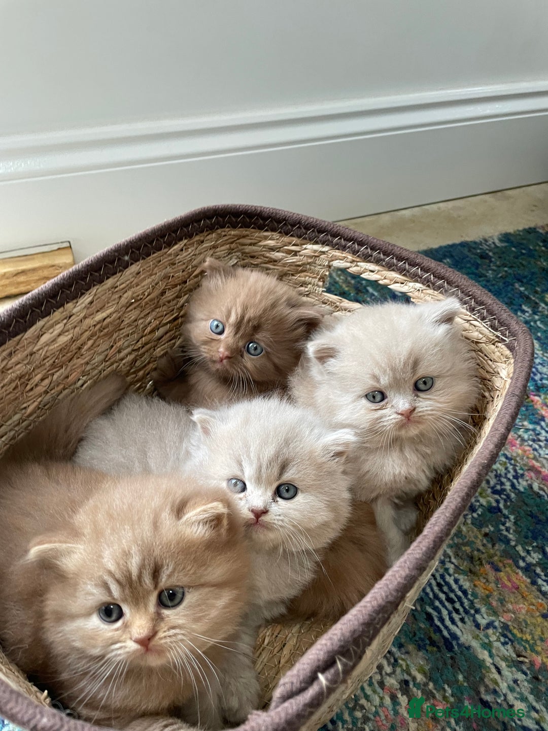British Longhair cats for sale: Stunning litter of British long hair - Image 2