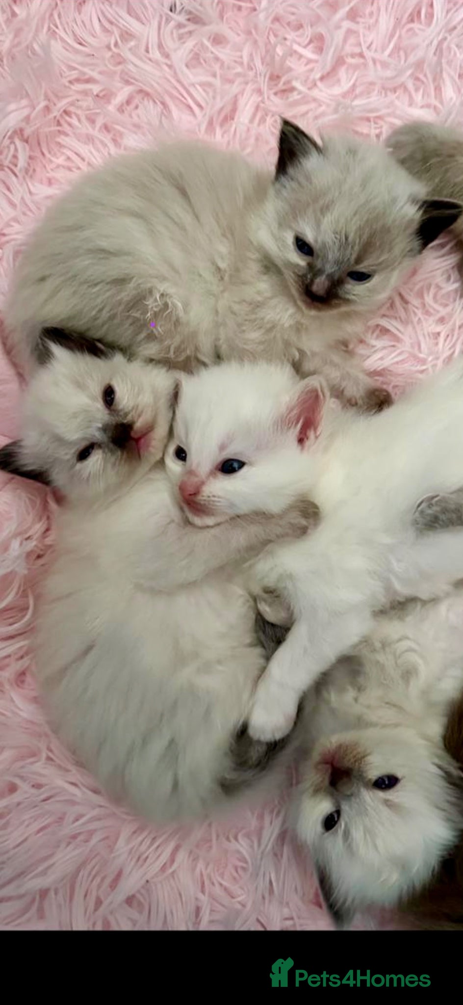 Ragdoll cats 🩷 WAITING LIST NOW OPEN 💜 - Advert 1