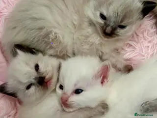 Ragdoll cats 🩷 WAITING LIST NOW OPEN 💜 - Advert 2