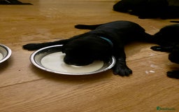 Labrador Retriever dogs for sale: Beautiful Labrador Puppies – 5 Girls & 3 Boys - Image 17