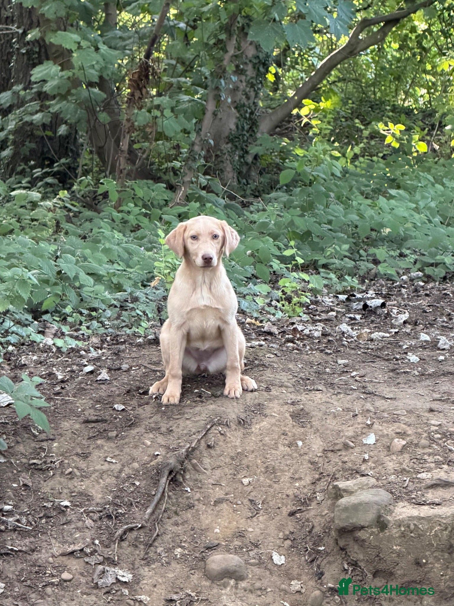 Labrador Retriever dogs 6 month old champagne girl  - Advert 8