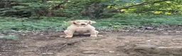 Labrador Retriever dogs for sale: 6 month old champagne girl  - Advert 1