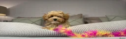 Maltipoo dogs for sale: OAKWELL RETRIEVERS ON INSTAGRAM  - Advert 27