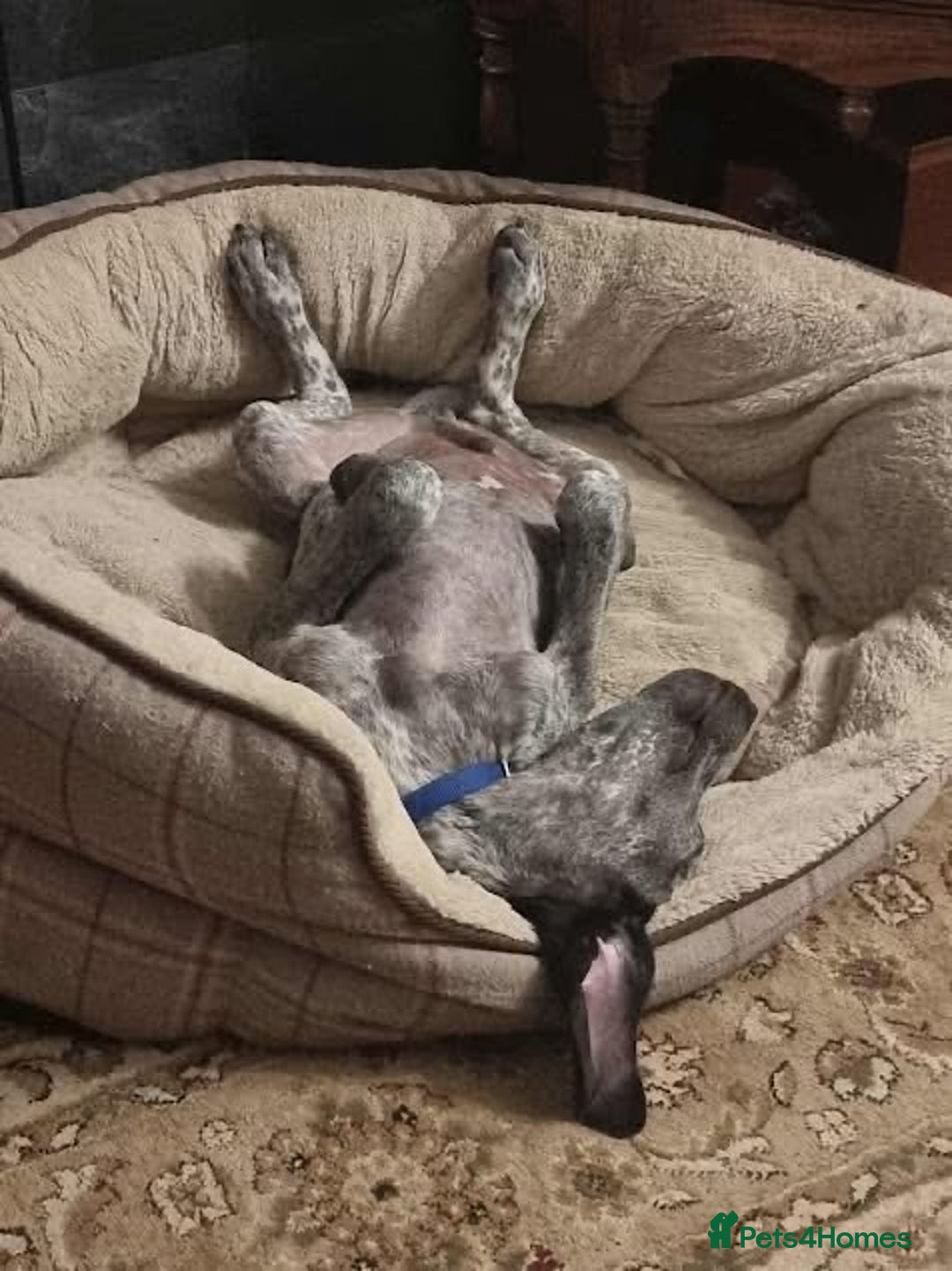 Mixed Breed dogs for adoption: Arlo 4 month old pointer cross puppy  - Image 3