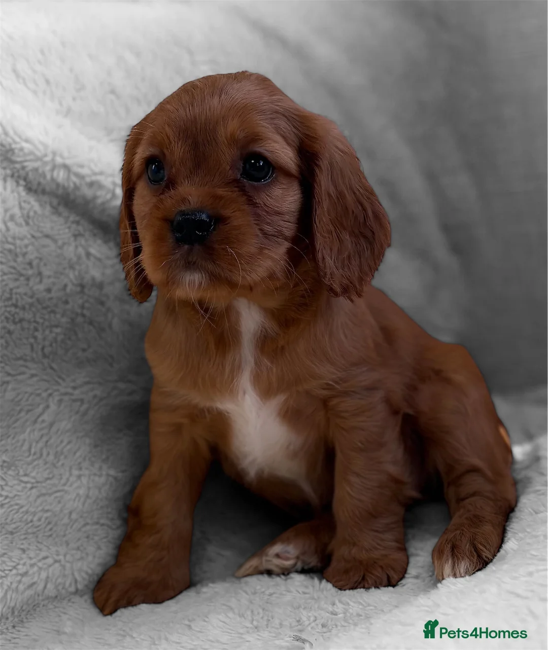 Cavapoo dogs for sale: F1 Cavapoo Puppy’s!  - Advert 15