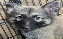 German Shepherd dogs for sale: German shepherd pups silver sable black/tan black  - Image 4