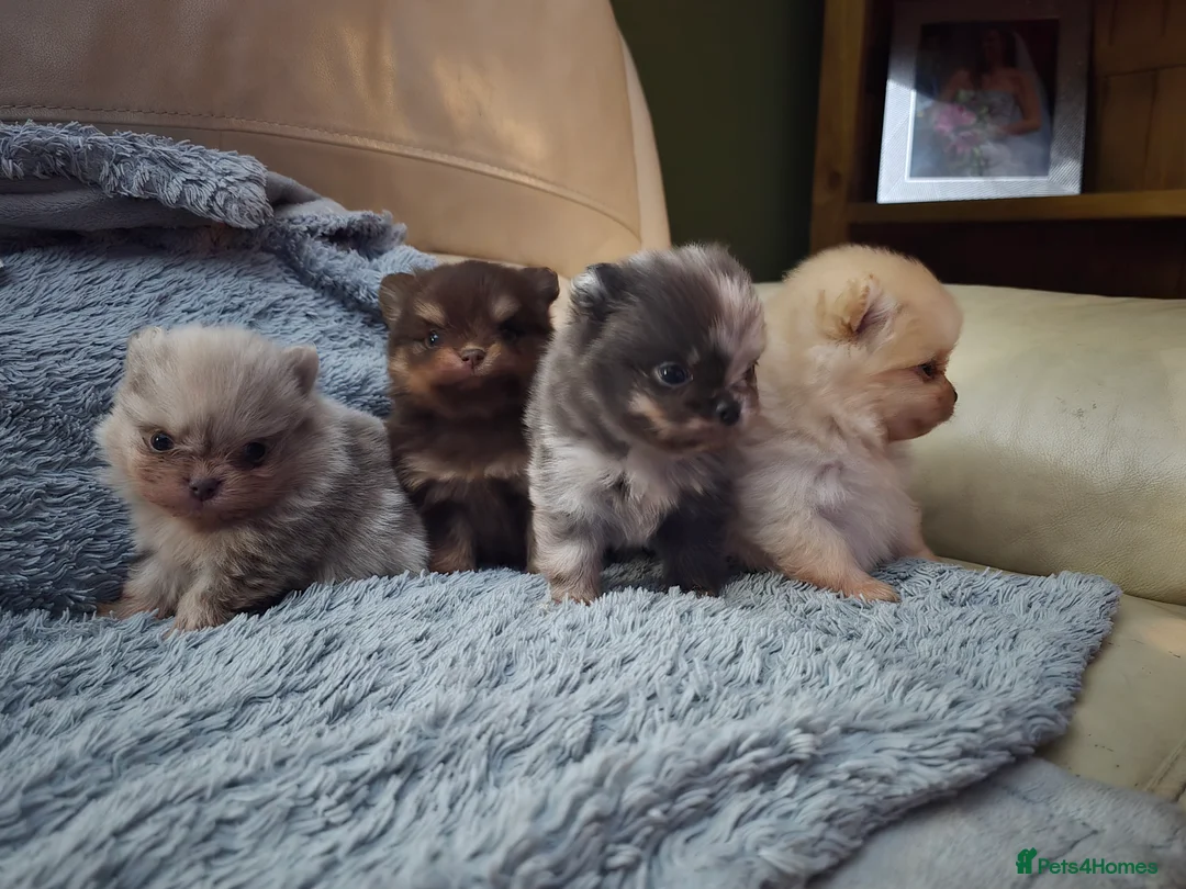 Pomeranian dogs for sale: Outstanding babies available  in Hartlepool - Advert 3