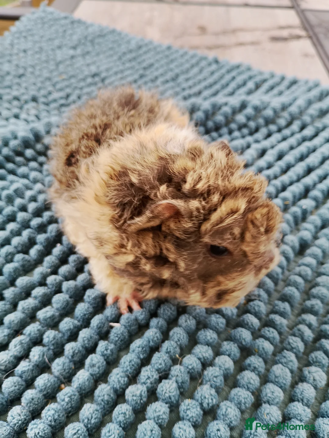 Guinea Pig rodents for sale: Longhaired lunkarya baby guinea pig  - Advert 5