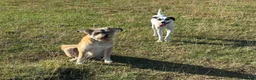 Mixed Breed dogs for adoption: Flipper for adoption in London - Advert 14