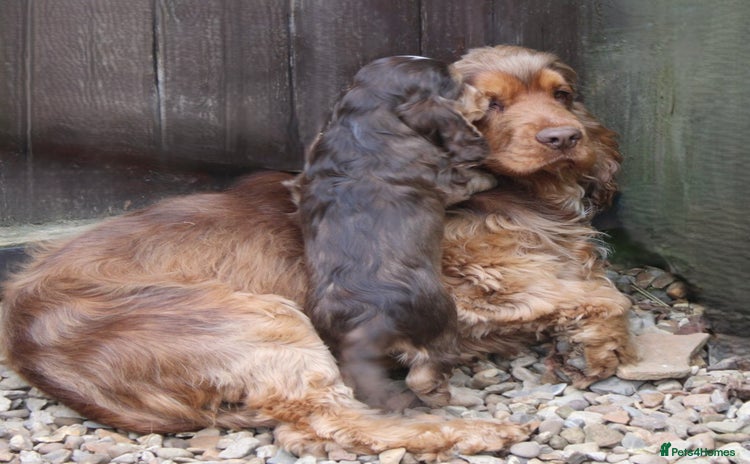 Cocker Spaniel dogs - Advert 7