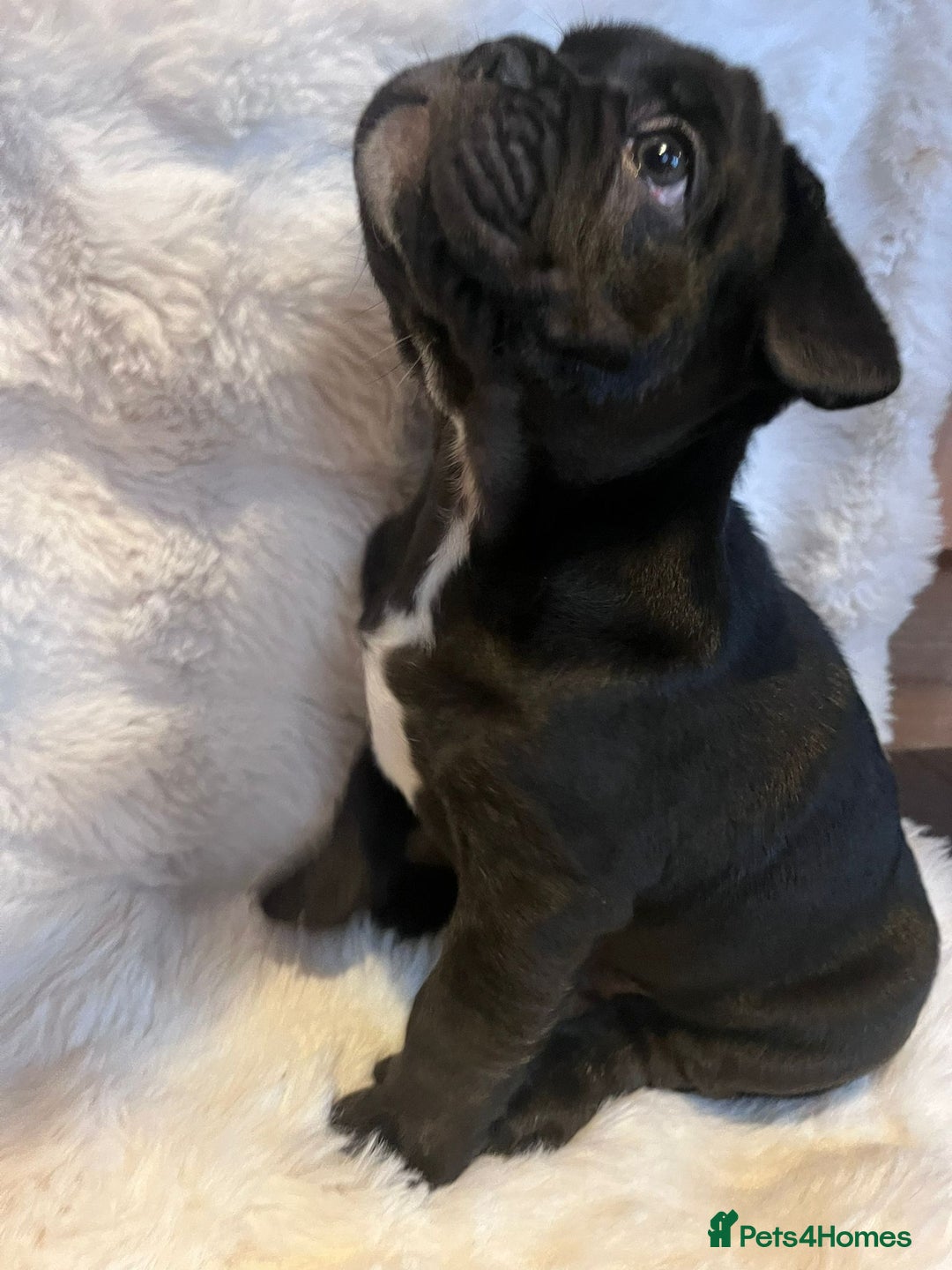 French Bulldog dogs for sale: French Bulldog Male Puppies - Advert 5