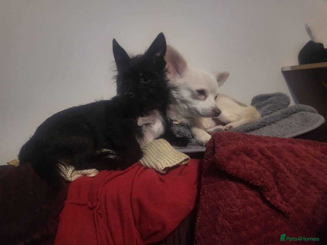 Mixed Breed dogs for sale: Beautiful boy chihuahua  - Advert 1